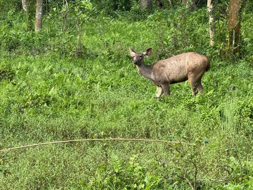 Chitwan Jungle Safari - 2 nights / 3 days photo 3
