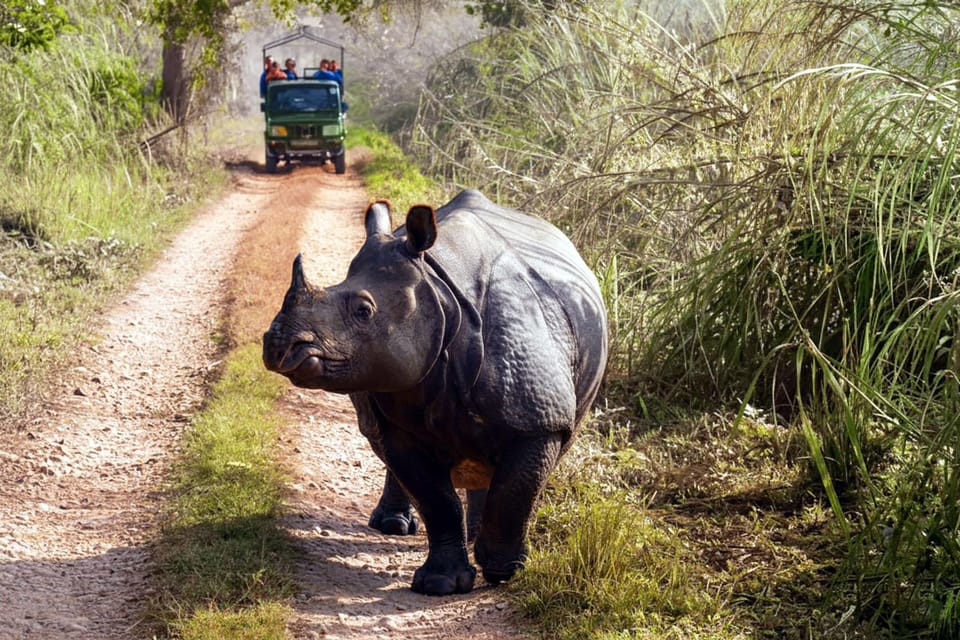From Kathmandu/Pokhara: 2, 3, or 4-Day Chitwan Jungle Safari photo 3