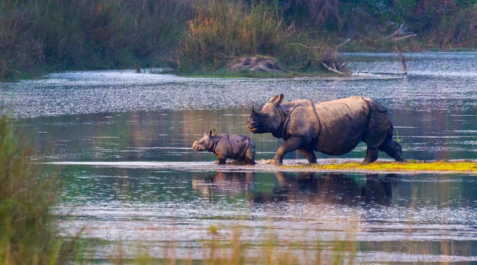 Tower Night Stay & Excursing through Chitwan National Park