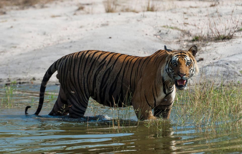 Tower Night Stay & Excursing through Chitwan National Park photo 2