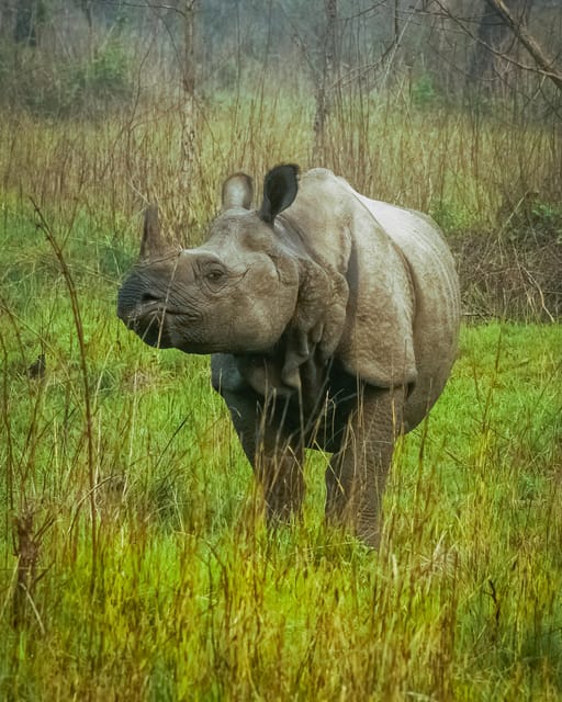 Tower Night Stay & Excursing through Chitwan National Park photo 3