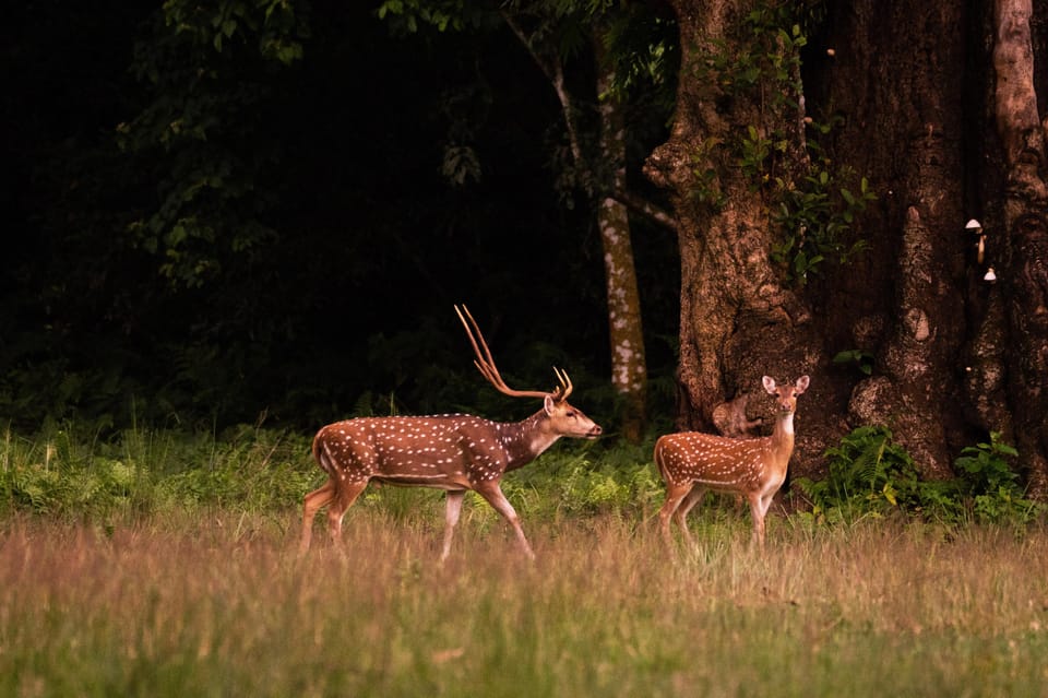 Tower Night Stay & Excursing through Chitwan National Park photo 4