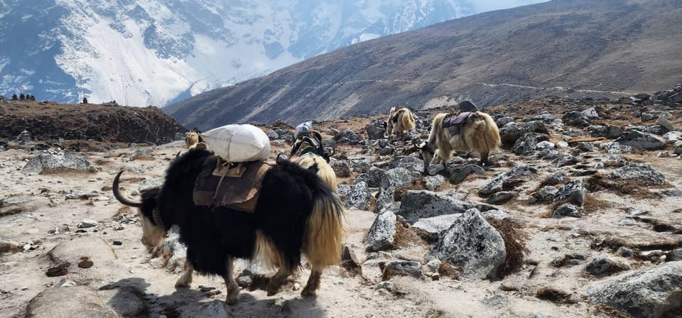 Lukla: 11-Day Everest Base Camp Trek from Lukla with Guide photo 3
