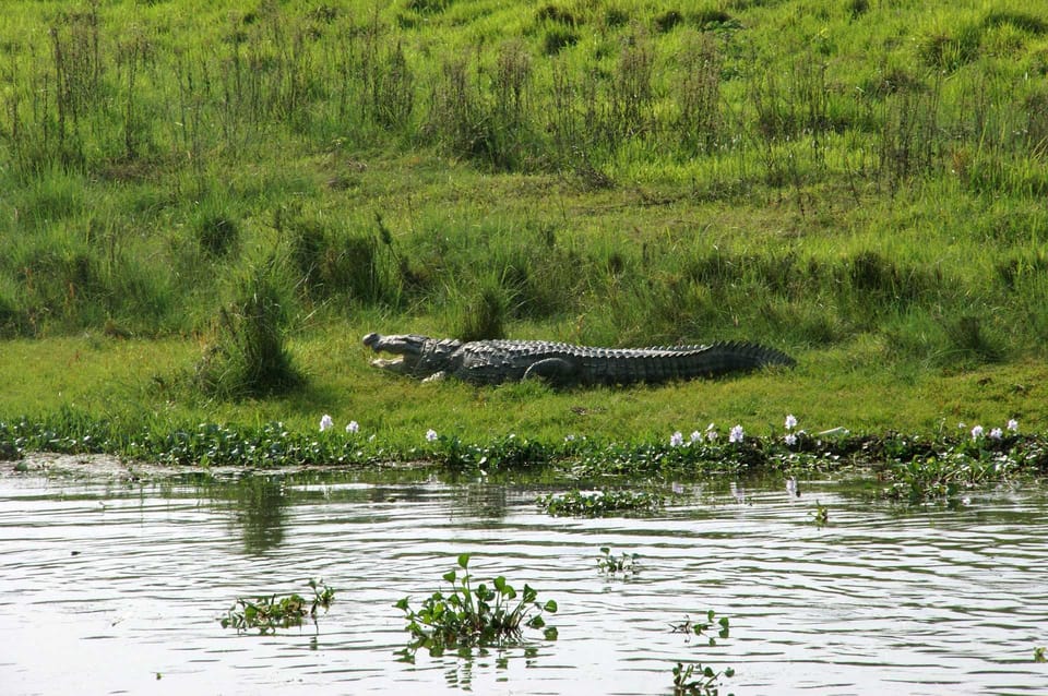 Chitwan National Park: Tower Night Stay with Nature Guide photo 2