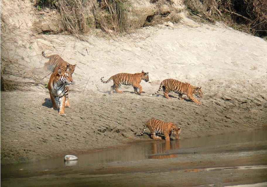 Chitwan National Park: Tower Night Stay with Nature Guide photo 4