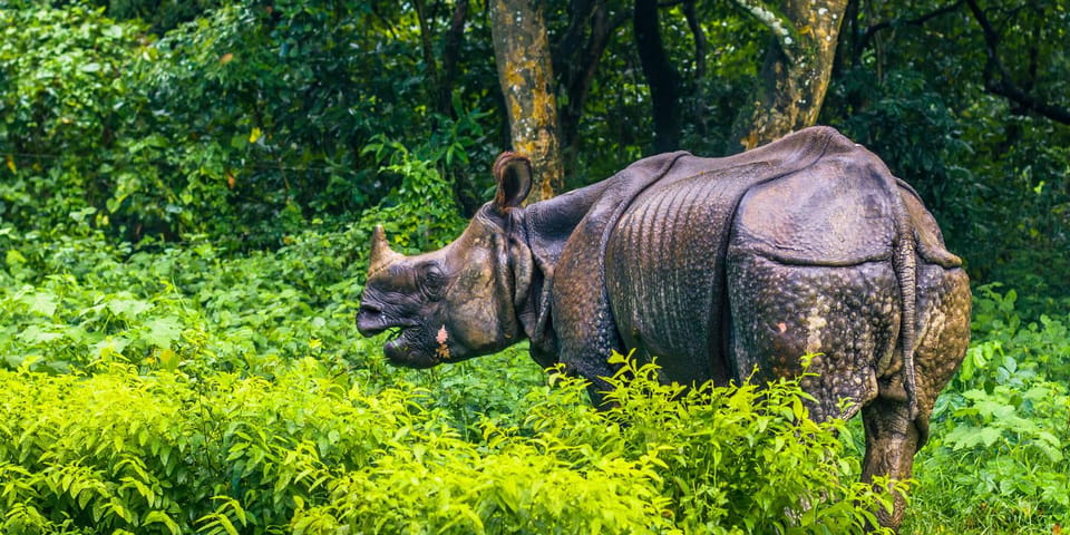 Chitwan National Park: Tower Night Stay with Nature Guide photo 5