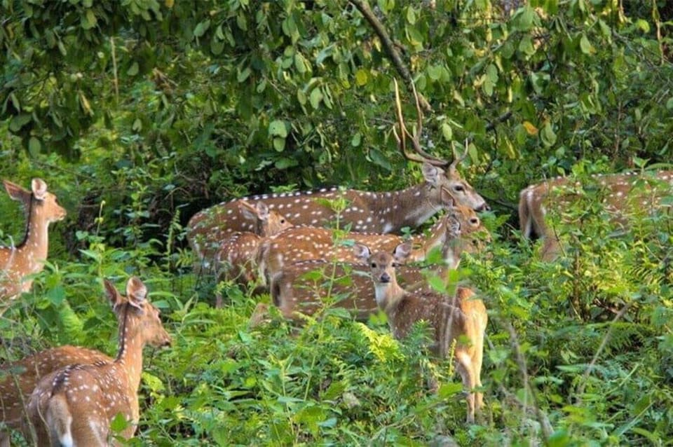 Chitwan National Park Tour photo 5