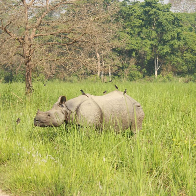 Chitwan Elegance: A 3-Day Luxury Wildlife Experience photo 3
