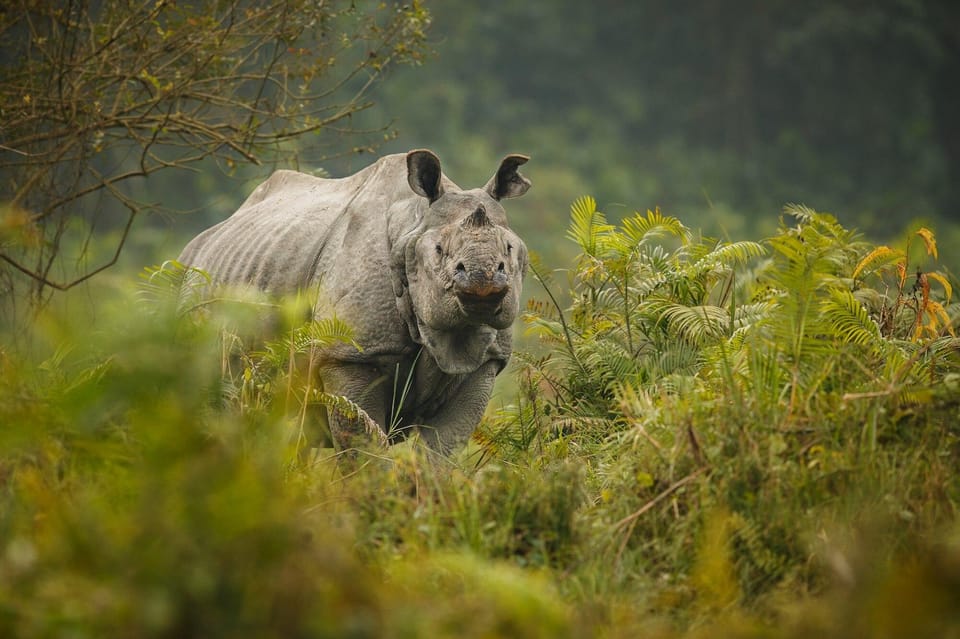 Chitwan Elegance: A 3-Day Luxury Wildlife Experience photo 5