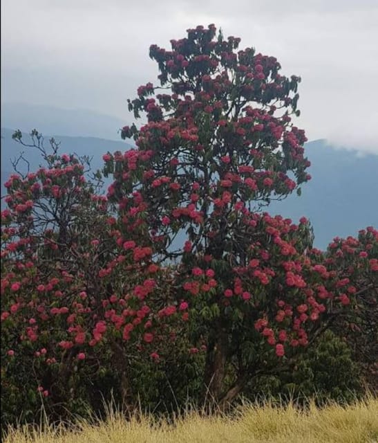 Mardi Himal Trek: Volunteering Tour photo 3