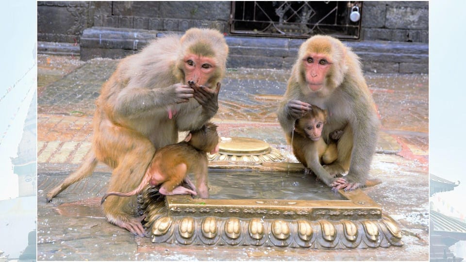 Kathmandu: Monkey Temple Guided Monkey Watching Tour photo 2